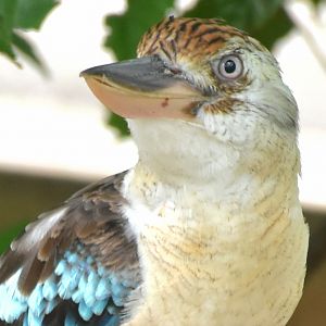 Blue-winged Kookaburra (Dacelo leachii)