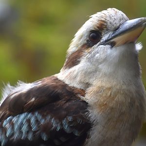 Laughing Kookaburra (Dacelo novaeguineae)