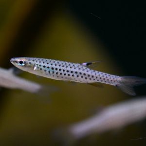 Red-spotted splashing tetra (Copella meinkeni)