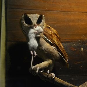 Malay bay-owl (Phodilus badius badius)