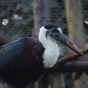 Indonesian woolly-necked stork (Ciconia episcopus neglecta)