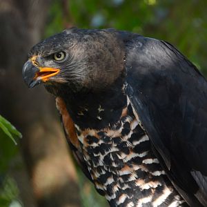 African crowned eagle (Stephanoaetus coronatus)