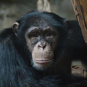Chimpanzee Moku