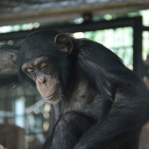 Chimpanzee Mutai