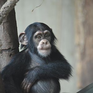 Chimpanzee Sangbe