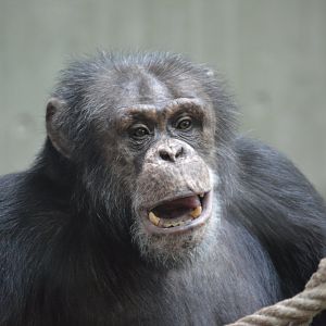 Chimpanzee Yoran