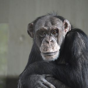 Chimpanzee Cindy