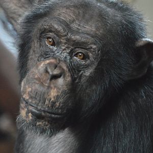 Chimpanzee Nje