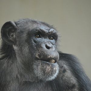 Chimpanzee Marti