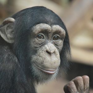 Chimpanzee Seli
