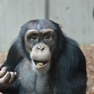 Chimpanzee Senko