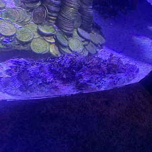 Scorpionfish ID