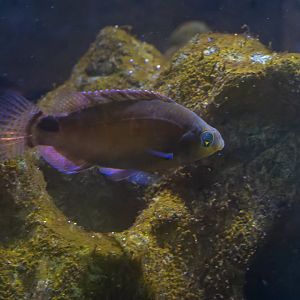 Symphodus mediterraneus? - Wilhelma Stuttgart