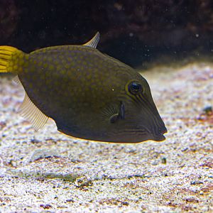 Fish ID - Wilhelma Stuttgart