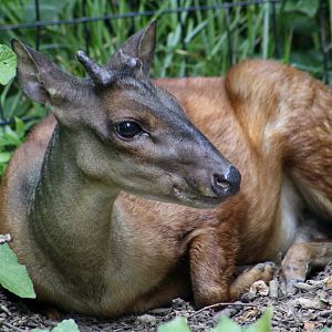 Central American Red Brocket Deer (Mazama temama) male