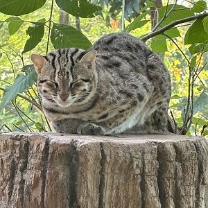 Sunda Leopard Cat - Solo Safari