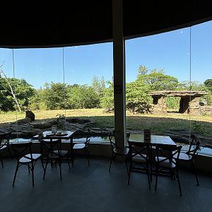 Lion Exhibit - Solo Safari