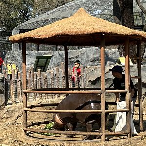 Pygmy Hippo (risky!) - Solo Safari