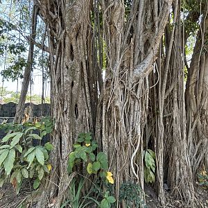 Jungle trees are astonishing in SEA - Solo Safari