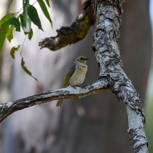 Fuscous Honeyeater