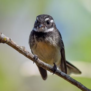 Grey Fantail