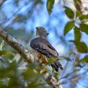 Pacific Baza