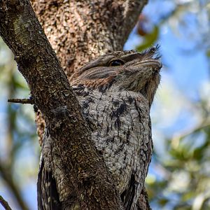Tawny Frogmouth