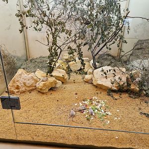 Seurat's spiny mouse enclosure