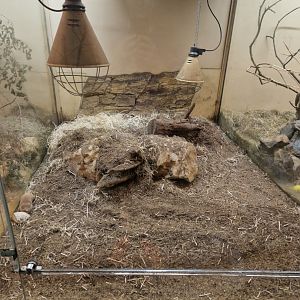 Mechow's mole-rat enclosure