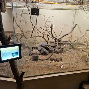 African grass rat enclosure