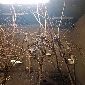 Straw-coloured fruit bat and African brush-tailed porcupine enclosure