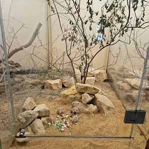 Flower's gerbil enclosure