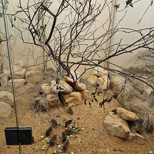 Barbary striped grass mouse enclosure