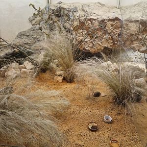 Round-eared sengi enclosure