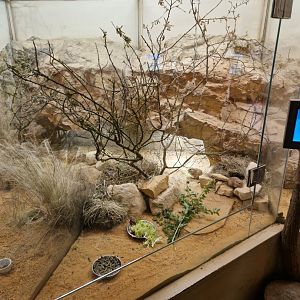 Fat sand rat enclosure