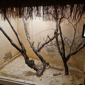 Hausa genet enclosure