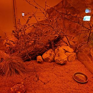 Four-toed hedgehog enclosure