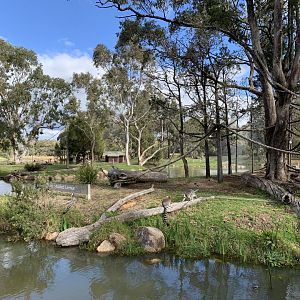 Ring-tailed Lemur Island