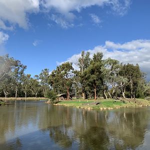 Black-handed Spider Monkey Island