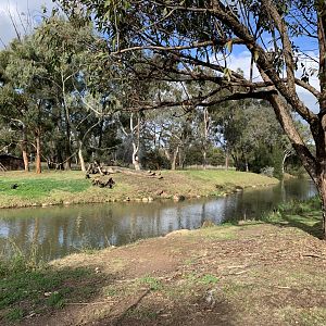 Black-handed Spider Monkey