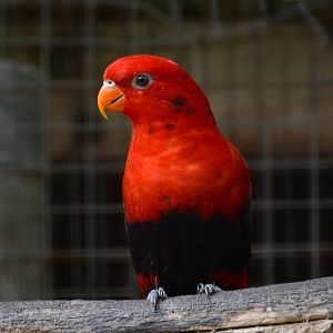 Obi violet-necked lory (Eos squamata obiensis)