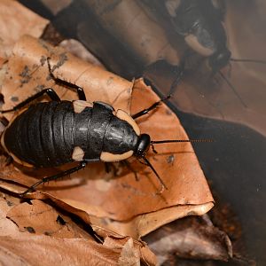 KwaZulu-Natal hunchback roach (Deropeltis sp.)