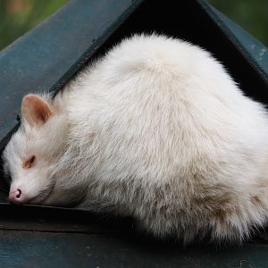 Albino Common raccoon (Procyon lotor), 2024-04-14