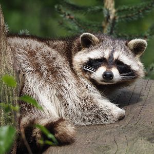 Common raccoon (Procyon lotor), 2024-04-14