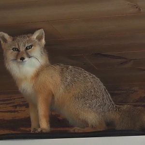 Corsac fox (Vulpes corsac) taxidermy specimen, 2024-04-14