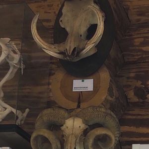 Warthog and Ouessant sheep skulls, 2024-04-14