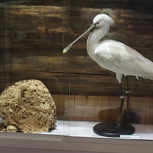 Large paper wasp nest and Eurasian spoonbill (Platalea leucorodia) taxidermy specimen, 2024-04-14