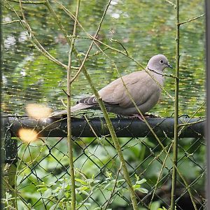Wild Eurasian collared dove (Streptopelia decaocto), 2024-04-14