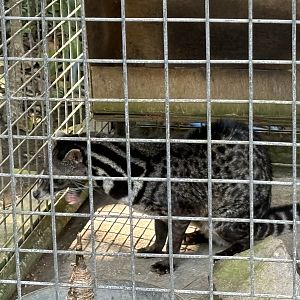 Malayan Civet