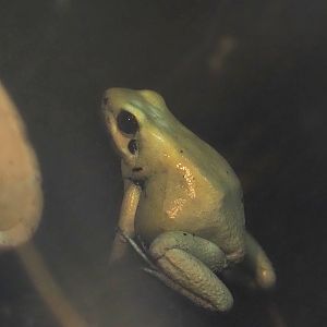 Golden poison frog (Phyllobates terribilis), 2024-04-14